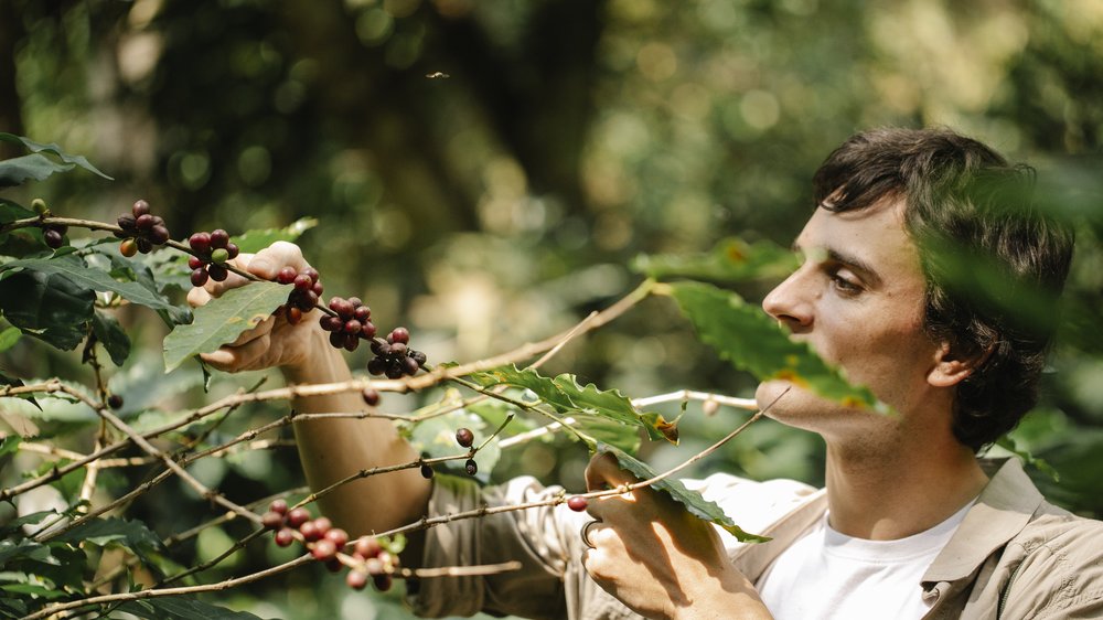 kaffee plantage