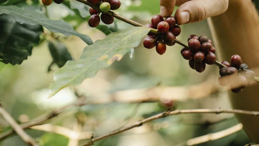 kaffee vietnam