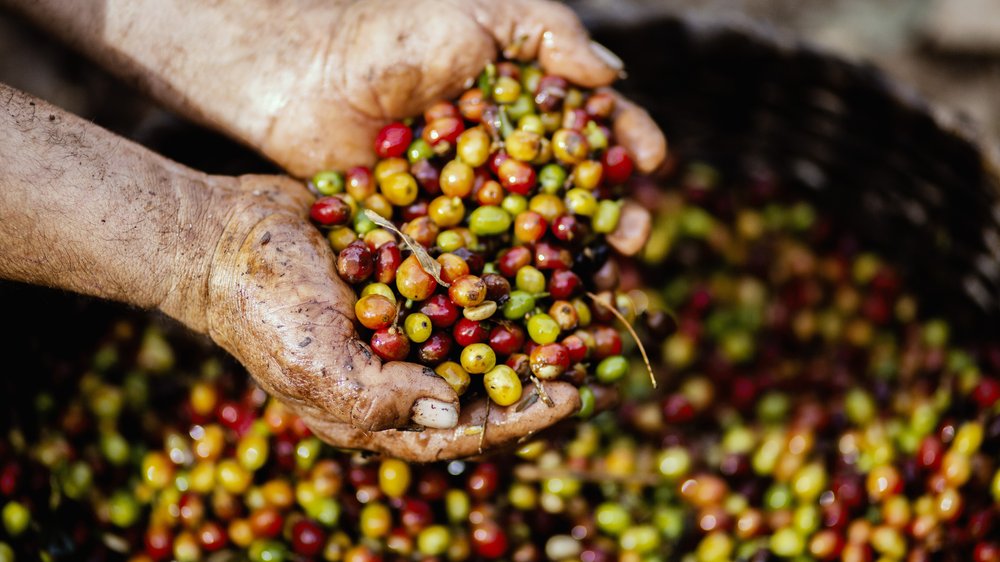 wie lange ist kaffee haltbar