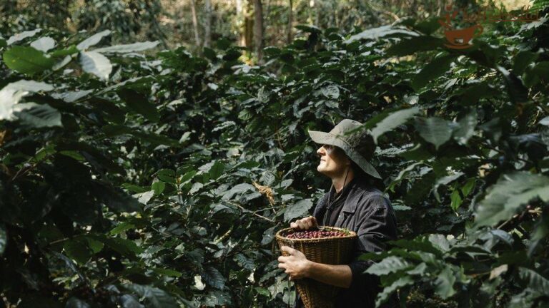 Entdecke Kaffee Vietnam: Geschichte, Anbau und Genuss des einzigartigen ...